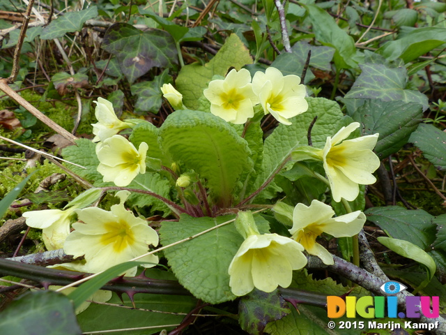 FZ012708 Primroses